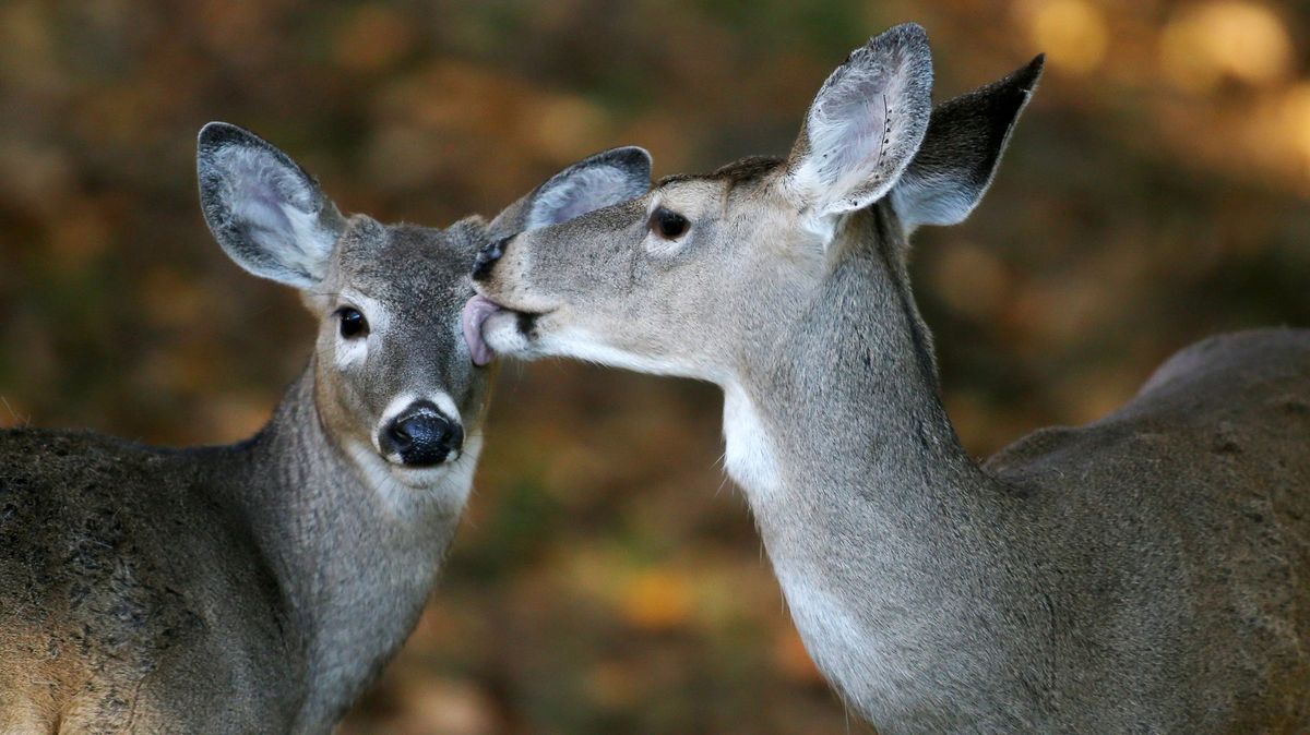 Šíření covidu mezi jeleny v USA trápí vědce. Může změnit kurz pandemie